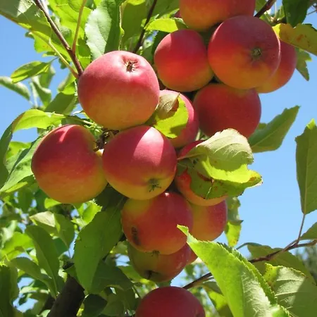 Quinta De Silvares *