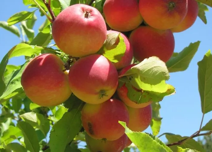 Quinta De Silvares *